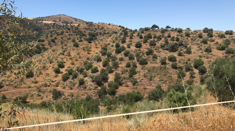 Málaga - Almogía - 437487m2