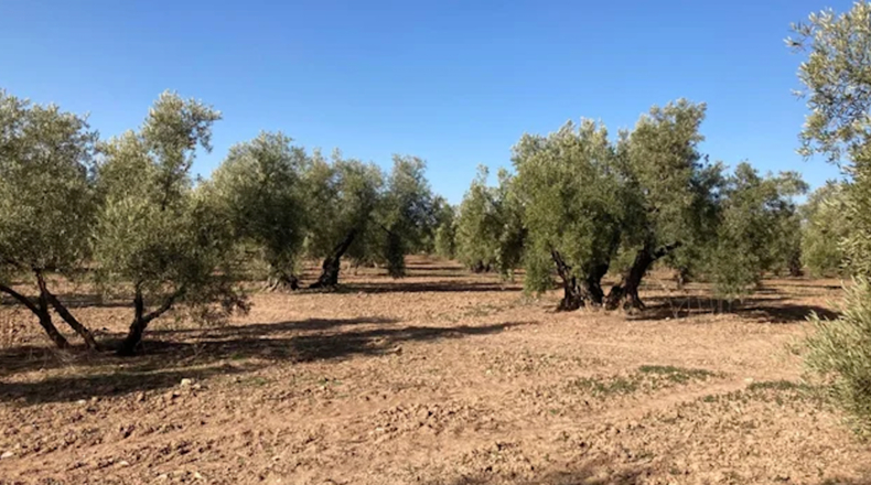Málaga - Archidona - 22300m2