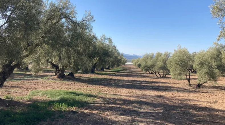 Málaga - Archidona - 22300m2