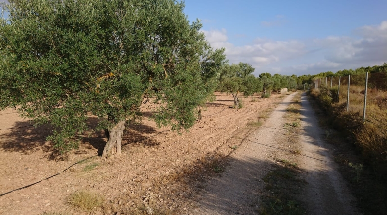 Alicante - Sax - 10300m2