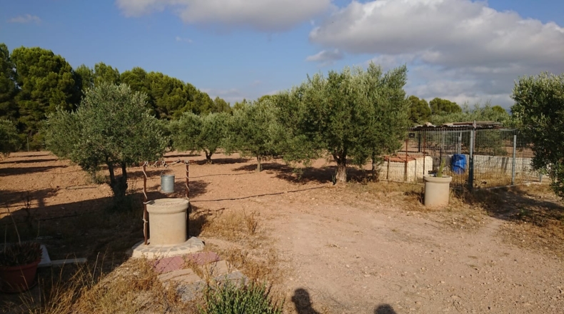 Alicante - Sax - 10300m2