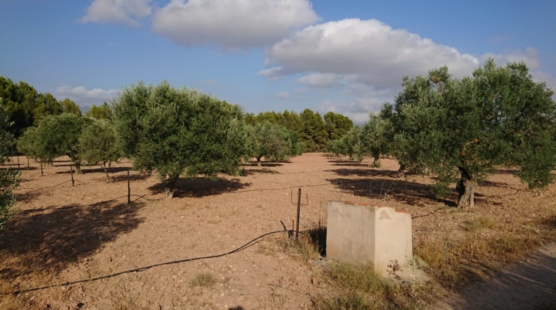 Alicante - Sax - 10300m2