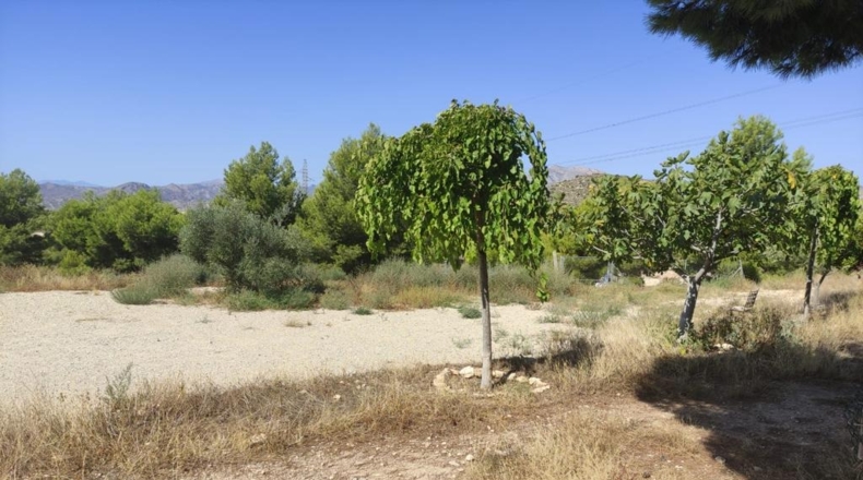 Alicante - Busot - 11600m2