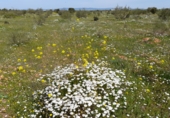 Land suitable for development for sale on Daimiel, ref: TR50624 photo