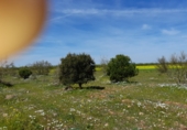 Land suitable for development for sale on Daimiel, ref: TR50624 photo