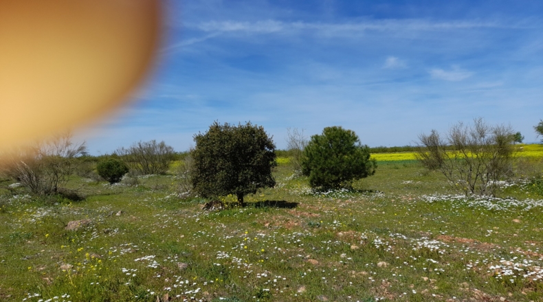 Ciudad Real - Daimiel - 140000m2