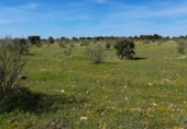 Land suitable for development for sale on Daimiel, ref: TR50624 photo