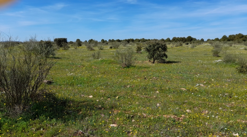 Ciudad Real - Daimiel - 140000m2
