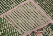 Terreny no urbanitzable en venda a la Camí Primer de Benivaire 46749 Valencia, Carcaixent, ref.: TR51928 foto