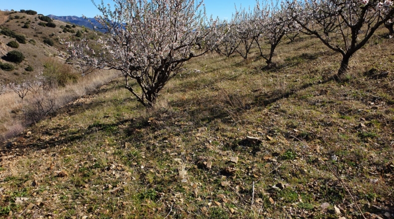 Zaragoza - El Frasno - 22254m2