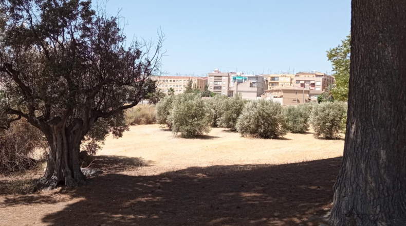 Alicante - Petrer - 36000m2