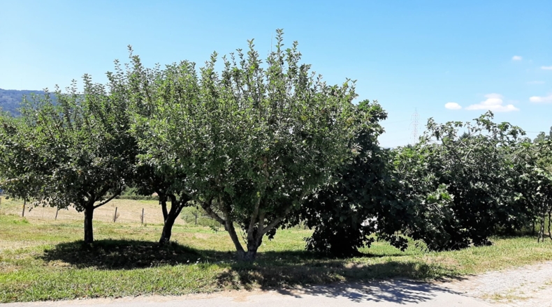 Vizcaya - Lezama - 66900m2