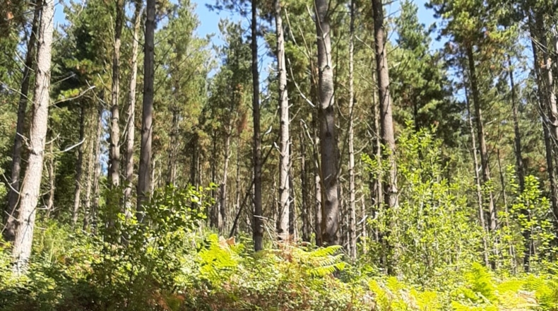 Vizcaya - Lezama - 66900m2