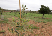 Terreny en venda a la partida de horna baja poligono 28 finca 40, Novelda, ref.: TR53880 foto