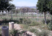 Terreny en venda a la partida de horna baja poligono 28 finca 40, Novelda, ref.: TR53880 foto