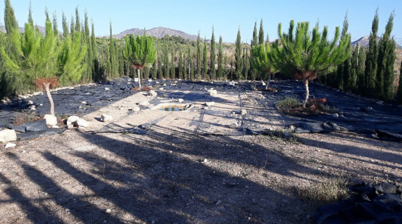Alicante - Novelda - 4500m2