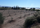 Terreny en venda a la partida de horna baja poligono 28 finca 40, Novelda, ref.: TR53880 foto