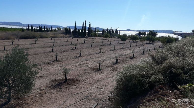 Alicante - Novelda - 4500m2