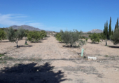 Terreny en venda a la partida de horna baja poligono 28 finca 40, Novelda, ref.: TR53880 foto