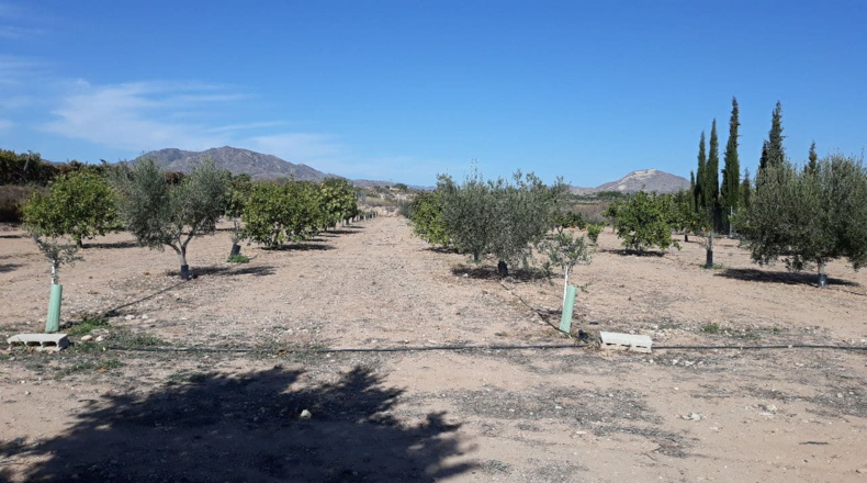 Alicante - Novelda - 4500m2