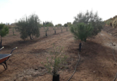 Terreny en venda a la partida de horna baja poligono 28 finca 40, Novelda, ref.: TR53880 foto
