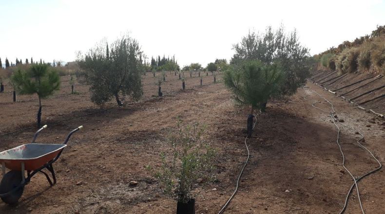 Alicante - Novelda - 4500m2
