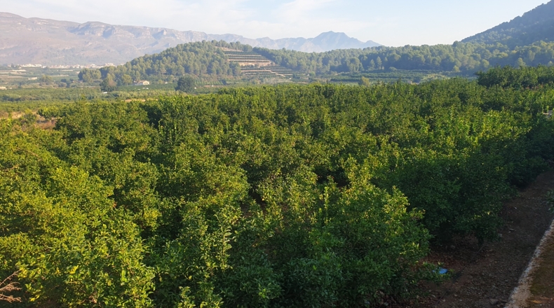 Valencia - Alfahuir - 160000m2