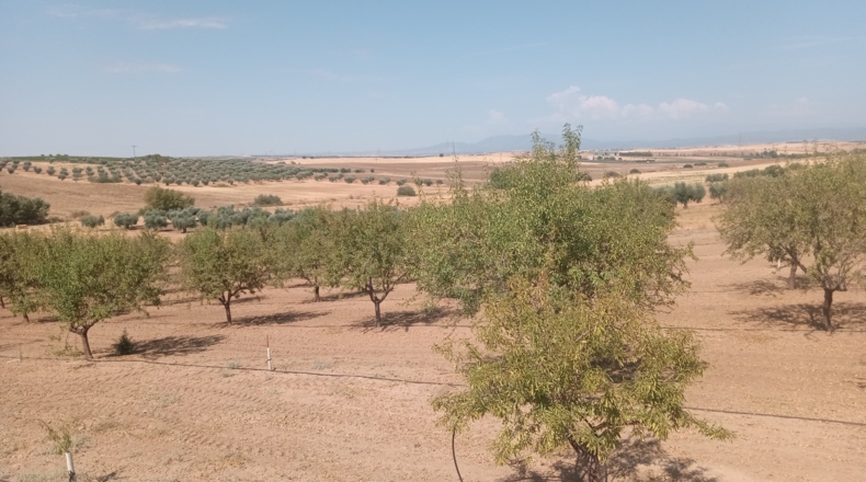 Toledo - Novés - 11200m2
