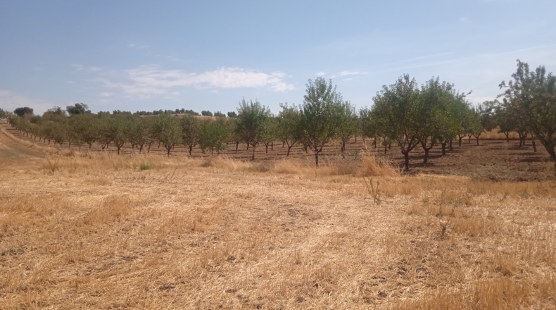 Toledo - Novés - 11200m2