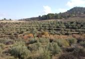 Non-developable land for sale on La Redonda, Férez, ref: TR54918 photo