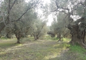 Non-developable land for sale on La Redonda, Férez, ref: TR54918 photo