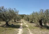 Non-developable land for sale on La Redonda, Férez, ref: TR54918 photo