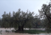 Non-developable land for sale on La Redonda, Férez, ref: TR54918 photo