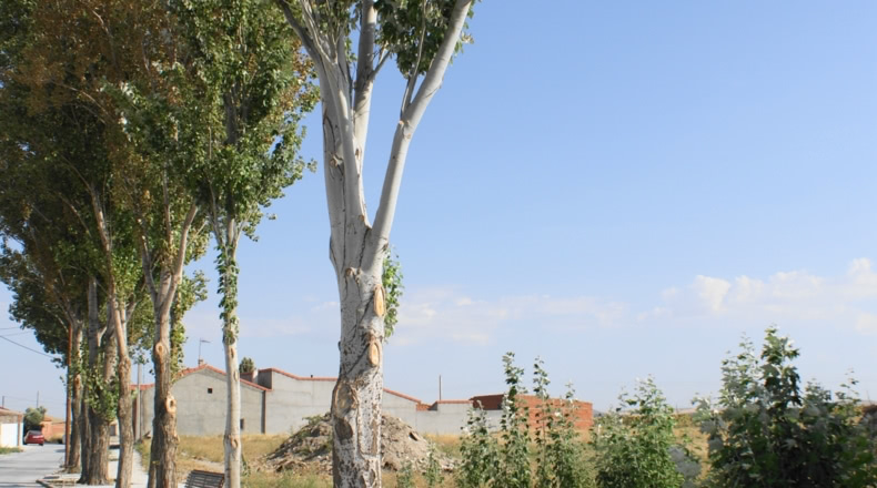 Ávila - El Oso - 5000m2