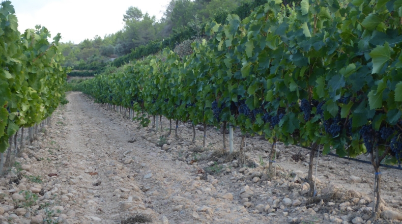 Tarragona - els Guiamets - 1000m2