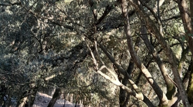 Gerona - Amer - 3500m2