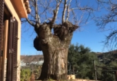 Rural estate for sale on MA-7301, Júzcar, ref: TR55865 photo