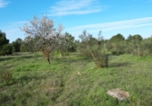 Land suitable for development for sale on campillo, Daimiel, ref: TR56052 photo