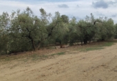Non-developable land for sale on Camí dels Gorgs, Riudecanyes, ref: TR55925 photo