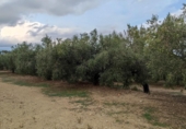 Non-developable land for sale on Camí dels Gorgs, Riudecanyes, ref: TR55925 photo