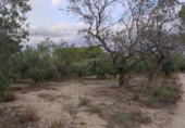 Non-developable land for sale on Camí dels Gorgs, Riudecanyes, ref: TR55925 photo