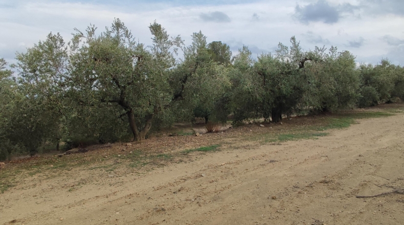 Tarragona - Riudecanyes - 13000m2