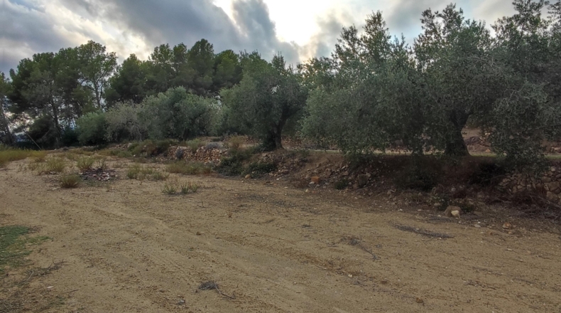 Tarragona - Riudecanyes - 13000m2