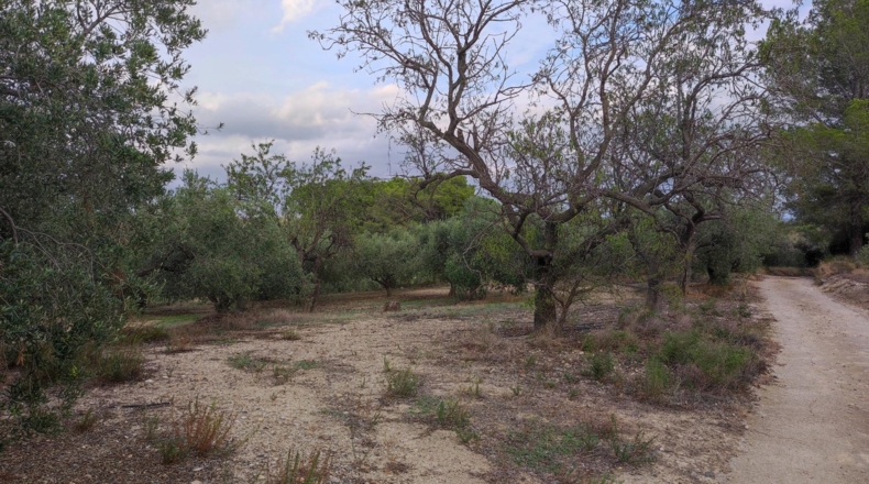 Tarragona - Riudecanyes - 13000m2