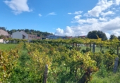 Sòl urbà en venda a la os olmos, Cambados, ref.: TR55929 foto