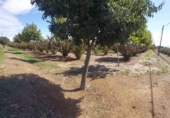 Terreny amb magatzem en venda a la camí mas de Colomí, Tarragona, ref.: TR56132 foto