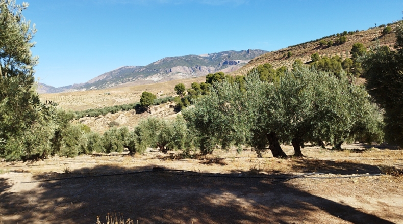 Jaén - Hinojares - 160000m2