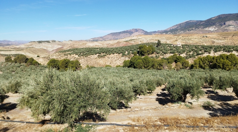 Jaén - Hinojares - 160000m2