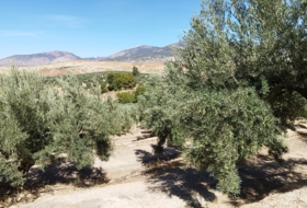 Hinojares 160000&nbsp;м²