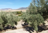 Non-developable land for sale on A-315, Hinojares, ref: TR56266 photo